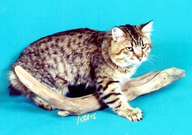 A Pixie-Bob cat is standing over top of a piece of driftwood on a blue backdrop