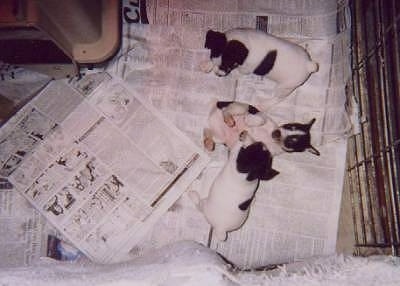 Top down view of a litter of three Toy Fox Terrier puppies that are on top of a newspaper.