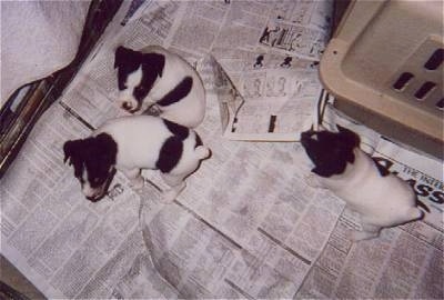 Top down view of a litter of three Toy Fox Terrier puppies that are sitting on top of a newspaper next to a crate.