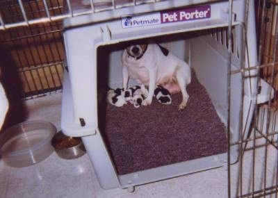 Three Toy Fox Terrier puppies are laying in a portable crate and behind them is a full-grown Toy Fox Terrier mother dog. The portable crate is inside of a bigger crate.