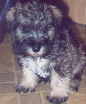 Front side view - A fluffy black, grey and white Schnoodle puppy is sitting across a kitchen floor, it is looking down and to the right.