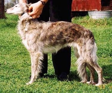 Left Profile - A Silken Windhound is standing in grass and it is looking to the left. THere is a person behind it pinching onto the dogs collar. The dog has a wavy coat, a long muzzle and a high arch.