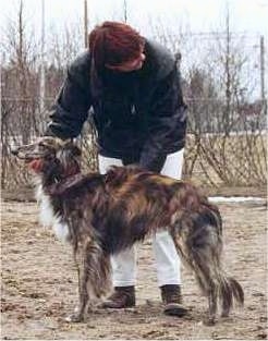 Left Profile - A red brindle Silken Windhound is standing in dirt. There is a person behind it who has his hands under the chin and on the side of the dog. The dog has a pointy muzzle and a long tail that is hanging down low.