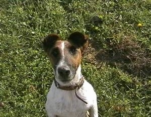 Close up front view - A white with brown and black Smooth Fox Terrier is sitting in front of a bush and it is looking forward.
