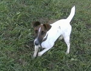 A white with brown and black Smooth Fox Terrier is walking across a grass surface and it is looking up.