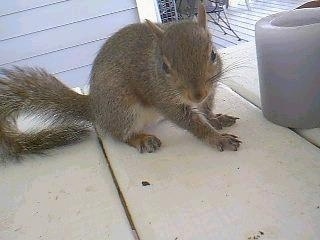 Close up - A tan Squirrel is standing on a porch table.