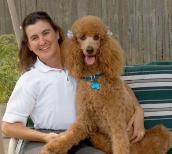A person is sitting in a lawn chair next to a brown Standard Poodle dog. They are both looking forward, the Poodles mouth is open and tongue is out.