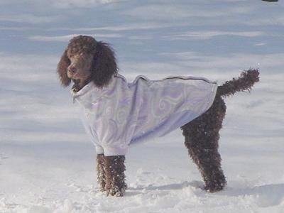 The left side of a brown Standard Poodle dog wearing a light purple jacket. It is standing in snow and it is looking forward.