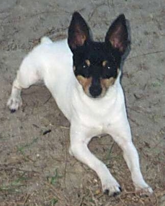 A white with black and tan Toy Fox Terrier is laying in dirt and it is looking up. It has a docked tail that is only an inch long, a white body and a head that is black and tan. Its large ears stand straight up in the air.
