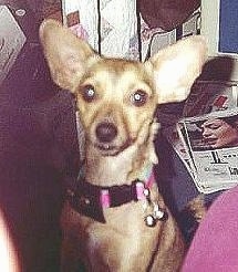 A large-eared brown Chihuahua is sitting next to a person on a couch.