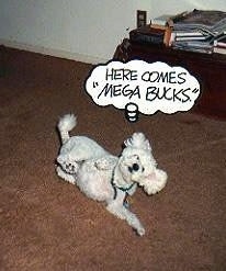 A white Mini Poodle is rolling over so that its belly side is up. There is a Thought bubble and there are words that say - HERE COMES 'MEGA BUCKS.'