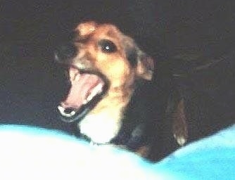 A brown and black dog is standing next to a person in mid-yawn