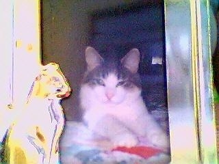 A framed picture of Tiger the American Shorthair Tabby Cat laying on a bed