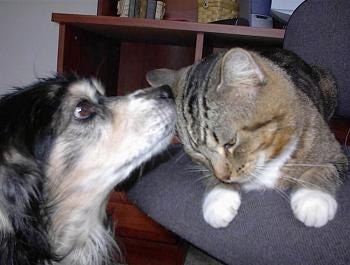 Maggie the Dog is sniffing the ears of Tigger the Cat who is in an office chair