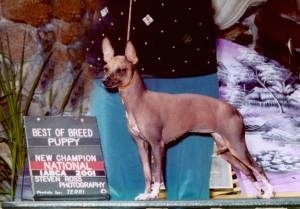 The left side of a brown Xoloitzcuintli dog standing on a podiumm at a dog show.