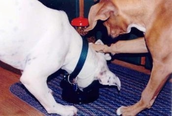 A Valley Bulldog is eating treats out of the Yuppy Puppy Treat Machine bowl. The Boxer is pawing at the Valley Bulldog.