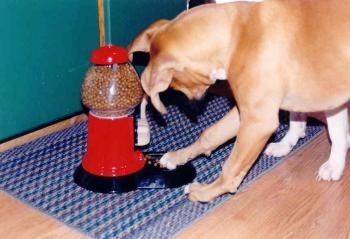 The left side of a brown Boxer that is pawing at the treats in the bowl of a the Yuppy Puppy Treat Machine.