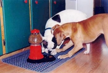 A Valley Bulldog is eating treats on a rug and the Boxer is pawing at it. The Yuppy Puppy Treat Machine has treats in the bowl.