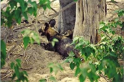 The back left side of an African Wild Dog that is resting near a tree.