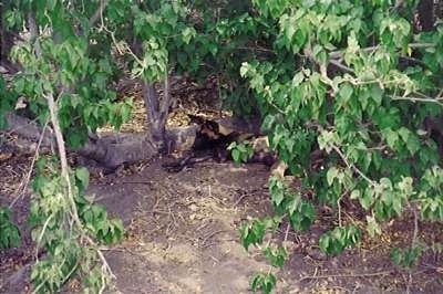 An African Wild Dog is laying down in grass between a hole in the leaves.