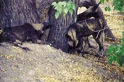 Three African Wild Dog hangout around a tree cluster.