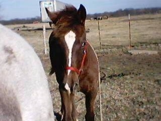 A brown with white Horse is standing next to a white with black Horse.