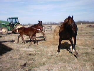 Two brown with white Horses are running across a field. There is a brown with white Horse standing in grass and looking forward.