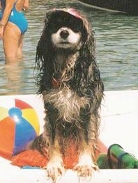 A wet black and tan dog is sitting in a boat next to a beach ball and life jackets.