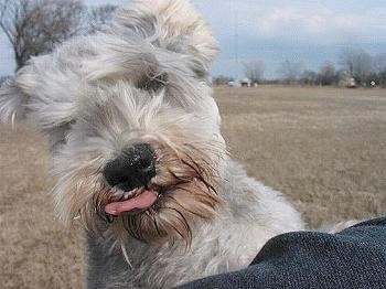 Close Up - A grey with white Mini Schnauzer is standing against a person's side sticking its tongue out