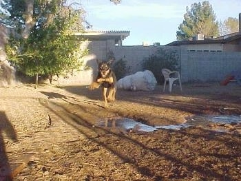 A black and tan dog is jumping over a puddle in a backyard