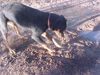 A black and tan dog is looking down digging in mud.