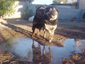 Two black and tan dogs are jumping into a small mud puddle
