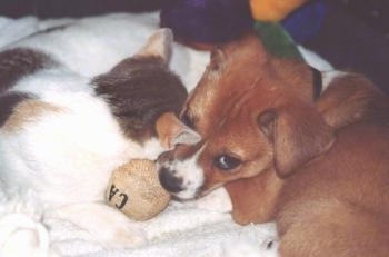 Stamp the tri color puppy is laying on a white towel with a ball and Freda the white, gray and tan cat is sleeping in front of it.