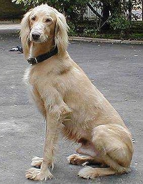 The left side of a tan with white Taigan is sitting across a blacktop surface and it is looking forward. It has a short coat with longer hair on its ears, back of its legs, belly and paws and a long muzzle.