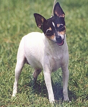 Front side view - A white with black and tan Toy Fox Terrier is standing across a field, it is looking forward, its head is tilted to the left, its mouth is open and its tongue is sticking out. The dog has perk ears, a white body and a black with tan head. Its eyes are dark and its nose is black.