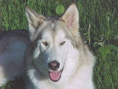 A thick-coated, grey and white Wolamute is laying in grass looking up with its mouth open and tongue out. It has yellow eyes and a black nose with a pink tint.