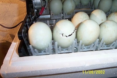 Close up - A duckling is beginning to hatch out of a light green egg inside of an incubator.