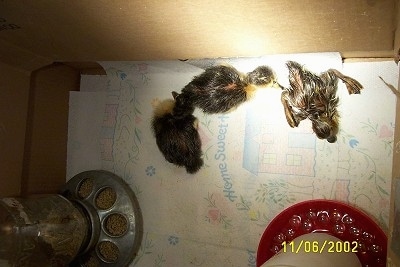 Three ducklings are under a heatlamp on top of a paper towel in a box with food and water dispensers in front of them.