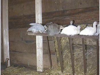 All the keets are sitting on a hay rack grate