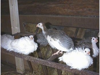 A bunch of keets are sitting on a metal hay rack grate. One Keet is standing up and facing the opposite way