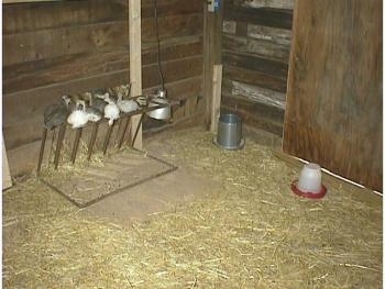 All the keets are on a metal hay rack on the floor of the coop. There is hay and the food and water on the ground near them.