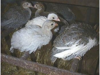 Close Up - Five keets on a metal hay rack grate