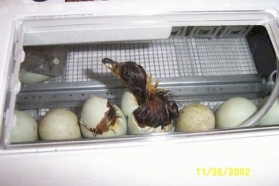 A wet duckling has hatched out of its egg and it is looking around. Next to it is a duckling that is partially out of its egg.