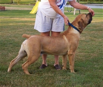 Bakari the Boerboel sitting outside in grass and looking to the left with a person trying to put him in a stack pose