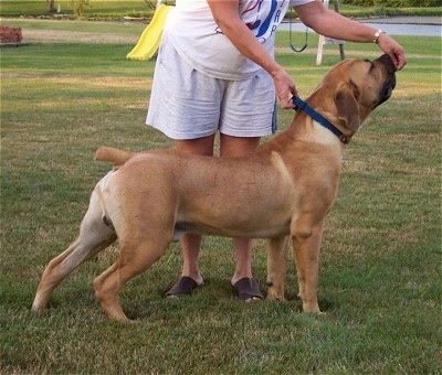 Boerboel Growth Chart