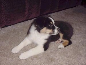 The left side of a tri-color Australian Shepherd puppy that is laying on a carpet and it is looking to the right.