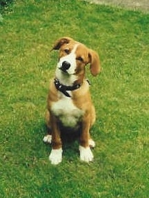 A brown with white Austrian Shorthaired Pinscher is sitting in a field with its head tilted to the right.