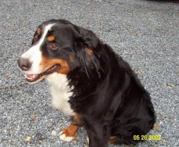 Jackie the Bernese Mountain Dog sitting on a gravel top