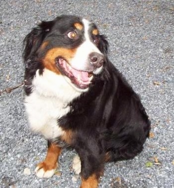 Jackie the Bernese Mountain Dog sitting on a gravel top looking to the left