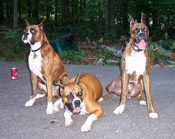 Greta and Caesar the Boxers sitting on a blacktop and Sadie the Boxer laying down in the middle of them. There is also a Dr Pepper soda can and woods in the background